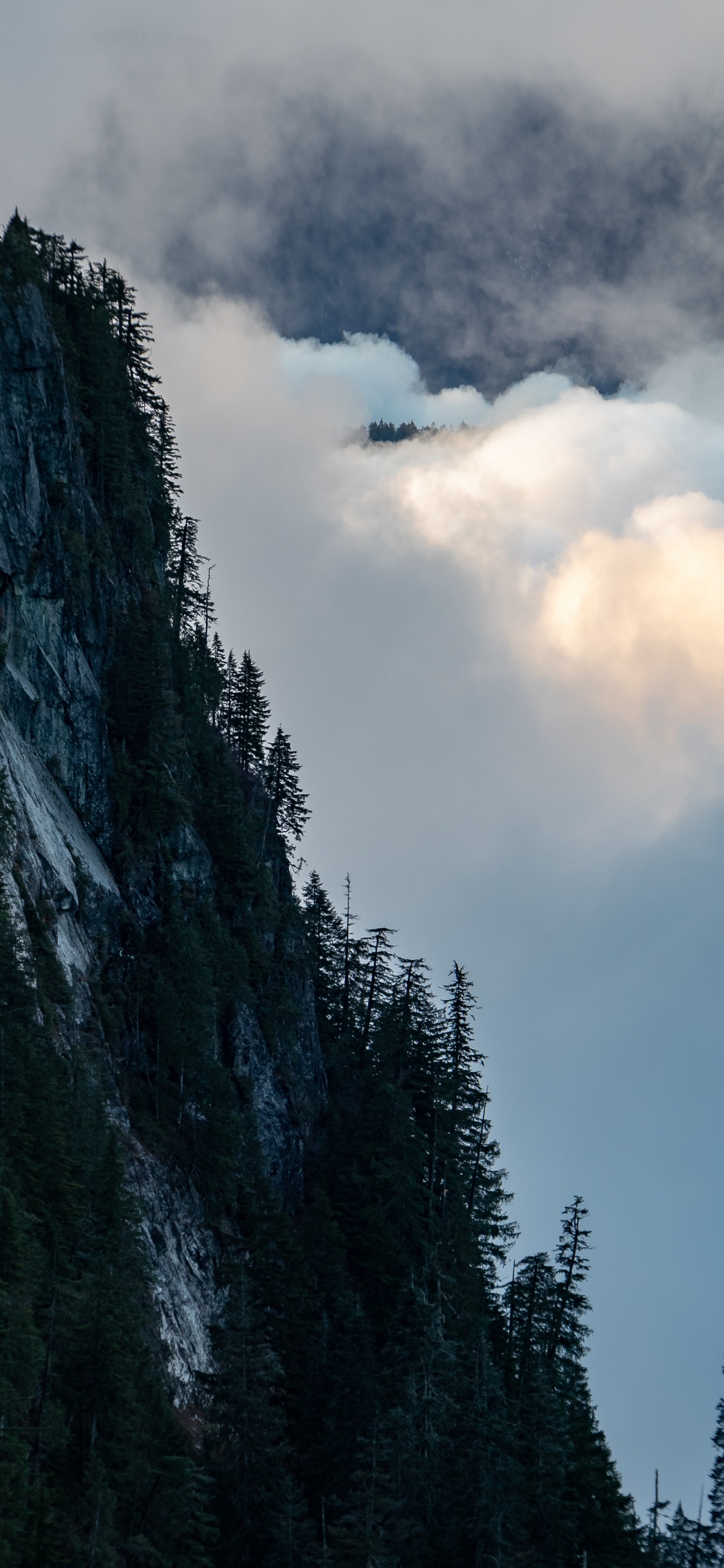 Wilderness, Mount Scenery, Fog, Cumulus, Tree. Wallpaper in 1125x2436 Resolution