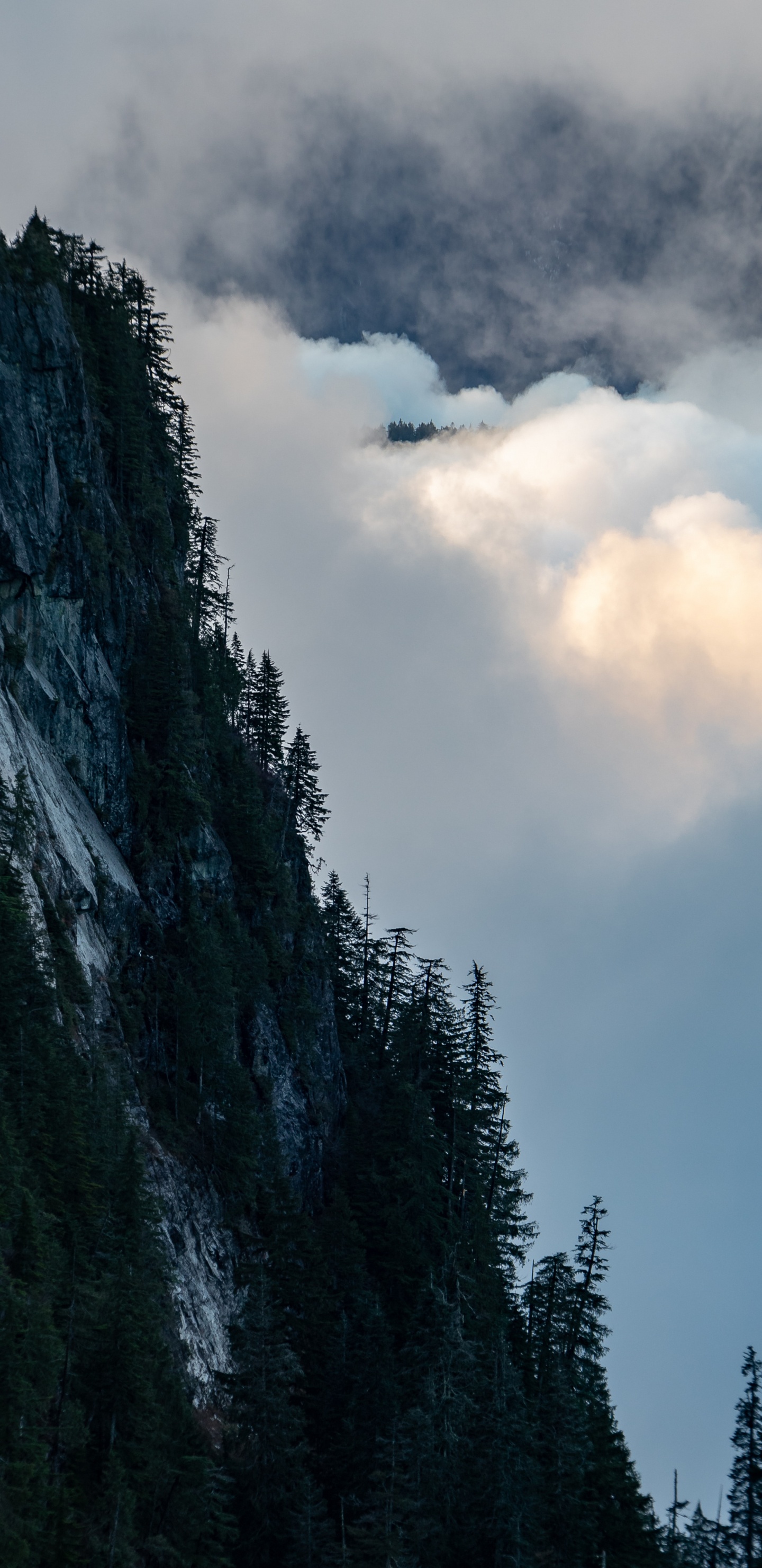 Wilderness, Mount Scenery, Fog, Cumulus, Tree. Wallpaper in 1440x2960 Resolution