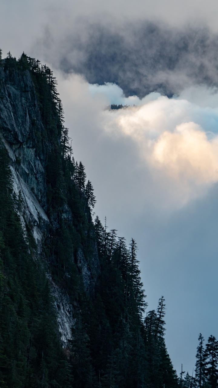 Wilderness, Mount Scenery, Fog, Cumulus, Tree. Wallpaper in 720x1280 Resolution