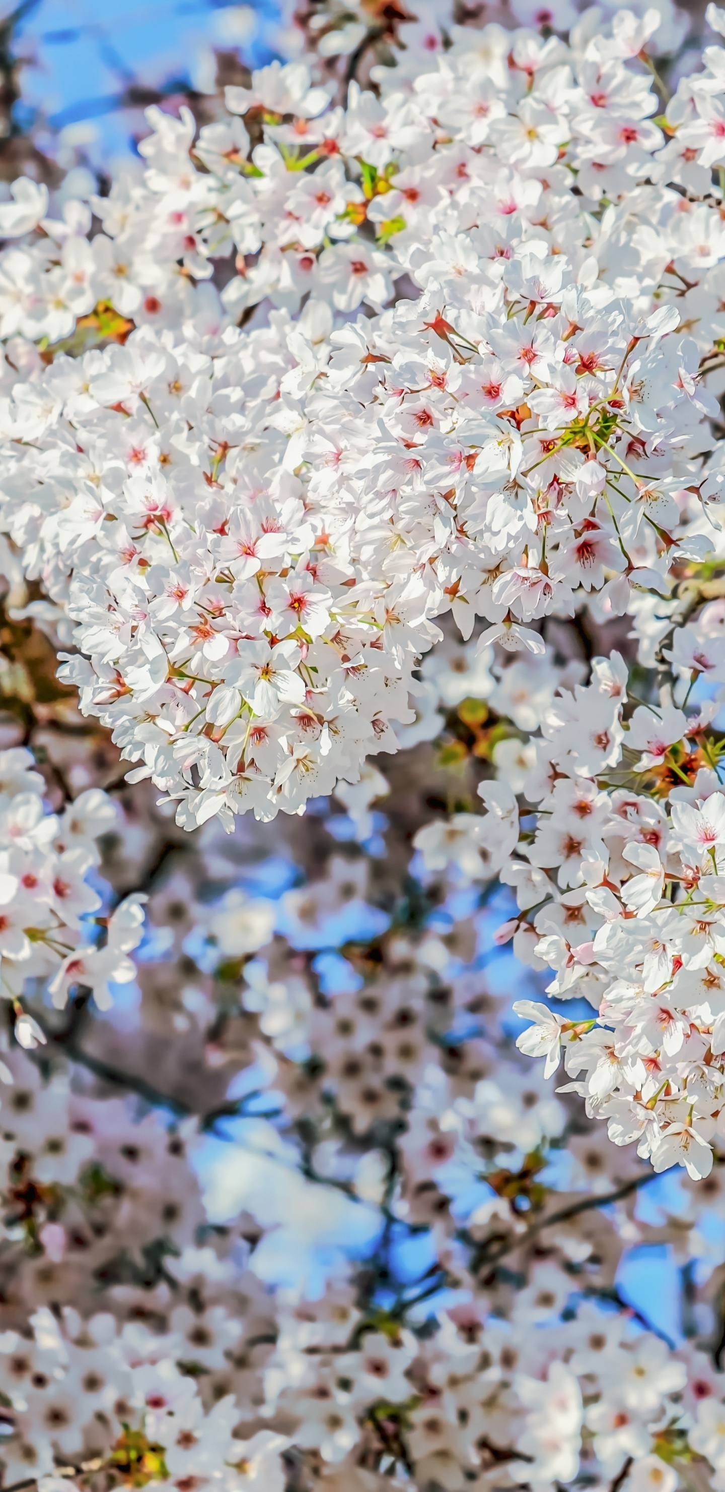 Blossom, Cherry Blossom, Flower, Almond Blossoms, Plants. Wallpaper in 1440x2960 Resolution