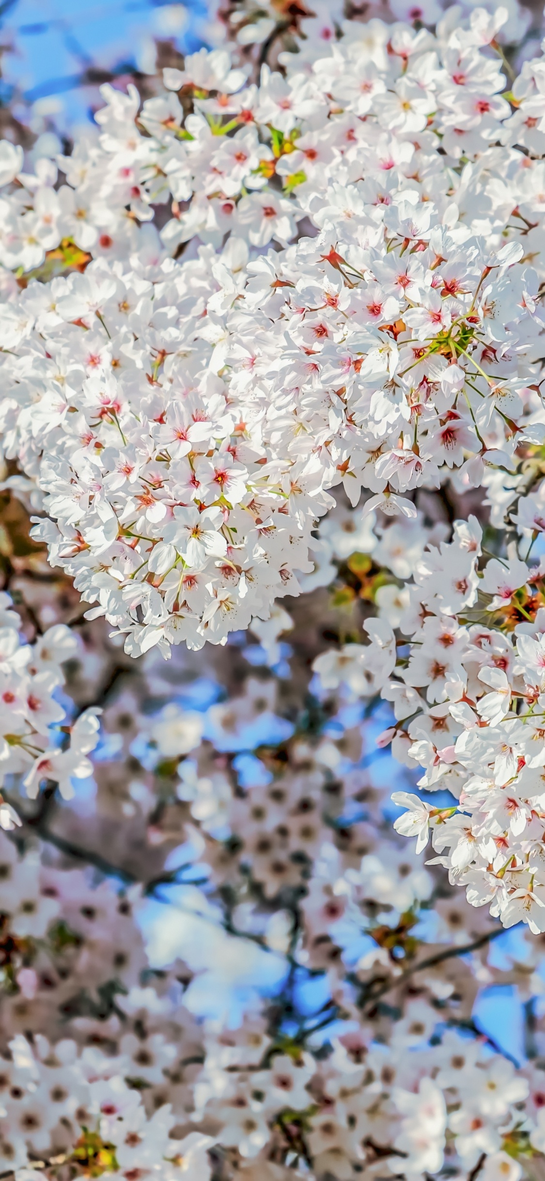 Cerezo, Flores de Almendro, Planta, Ramita, Sucursal. Wallpaper in 1125x2436 Resolution