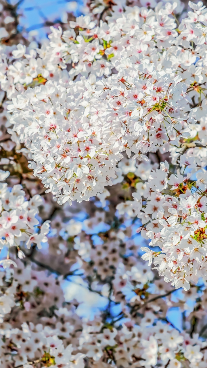 开花, 樱花, 树枝, 自然景观, 显花植物 壁纸 720x1280 允许
