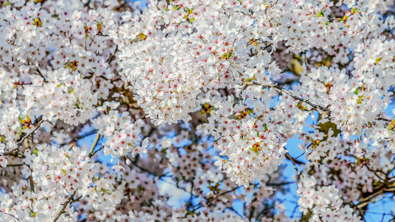Download 1366x768 Wallpaper Kirschblüte, Mandelblüten, Pflanzen, Zweig, Branch Kirschblüte, Mandelblüten, Pflanzen, Zweig, Branch. Wallpaper in 1366x768 Resolution