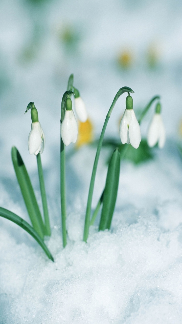 Schneeglöckchen, Blühende Pflanze, Galanthus, Blütenblatt, Schnee. Wallpaper in 720x1280 Resolution