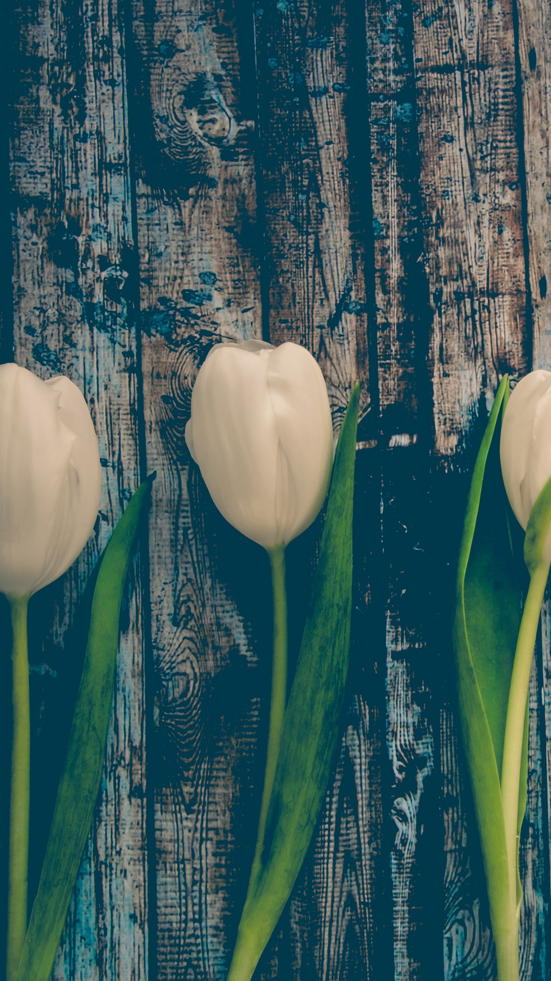 Tulipes Blanches Sur Une Clôture en Bois Bleue. Wallpaper in 1080x1920 Resolution