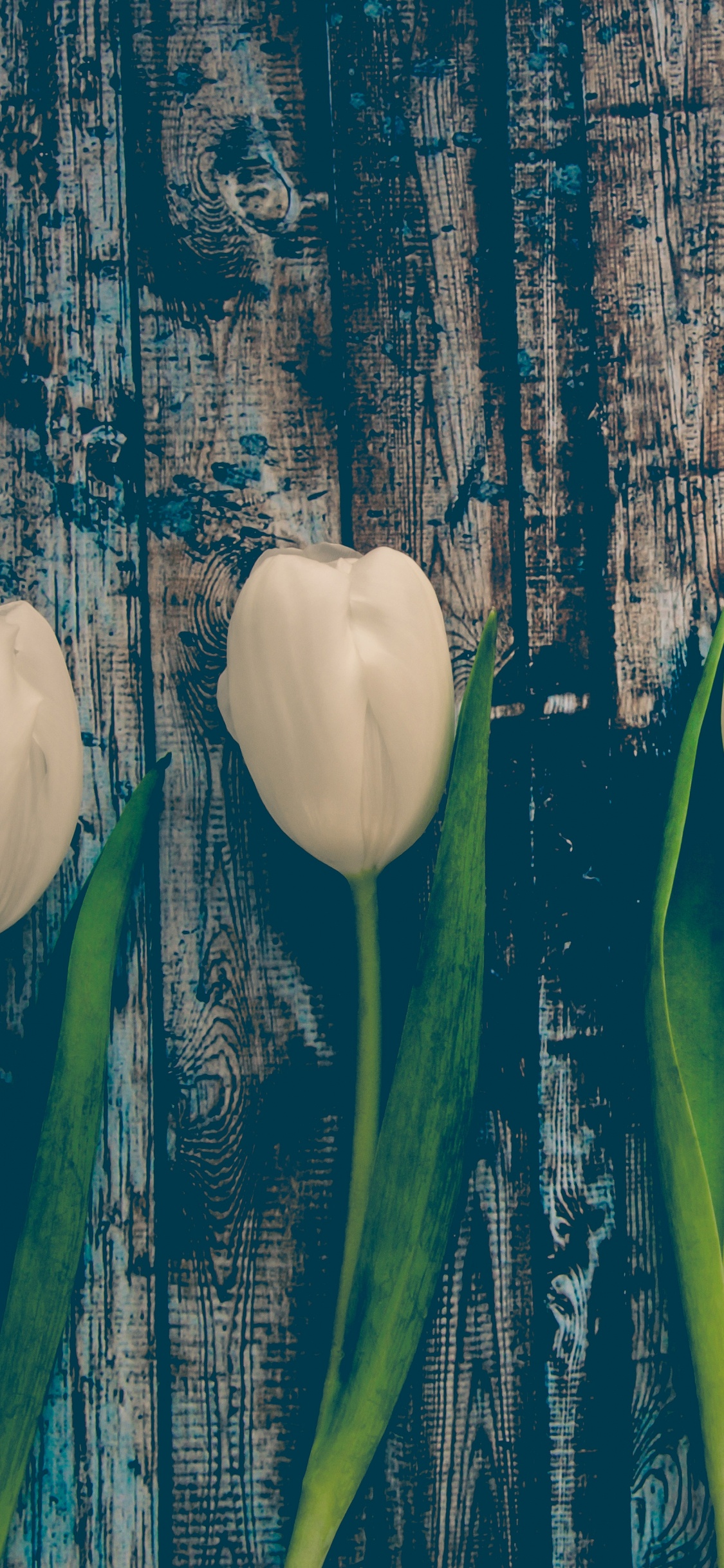 White Tulips on Blue Wooden Fence. Wallpaper in 1125x2436 Resolution