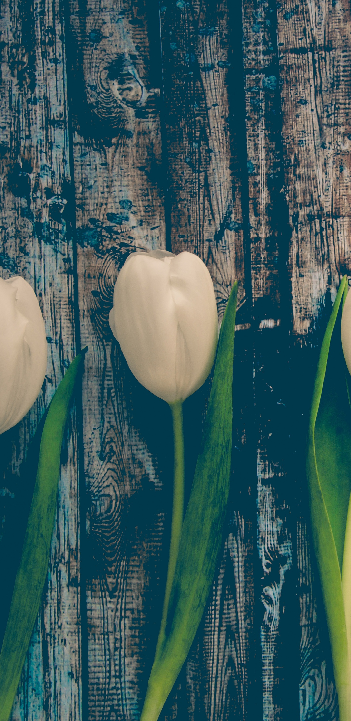 White Tulips on Blue Wooden Fence. Wallpaper in 1440x2960 Resolution