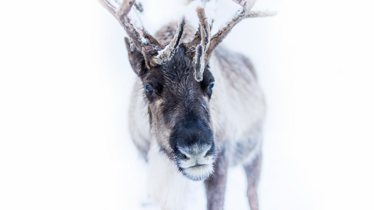 Cerf Gris et Blanc Avec Fond Blanc. Wallpaper in 1280x720 Resolution