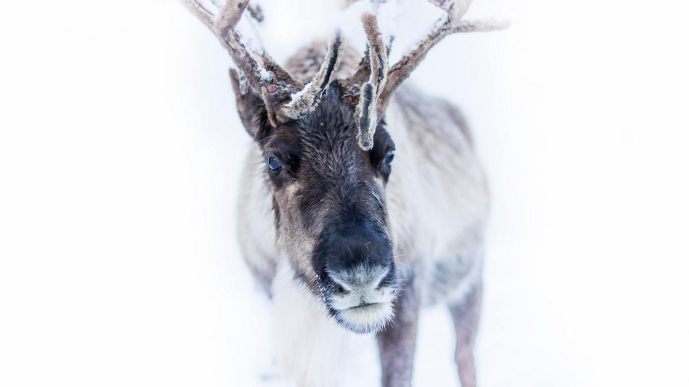 Cerf Gris et Blanc Avec Fond Blanc. Wallpaper in 1366x768 Resolution