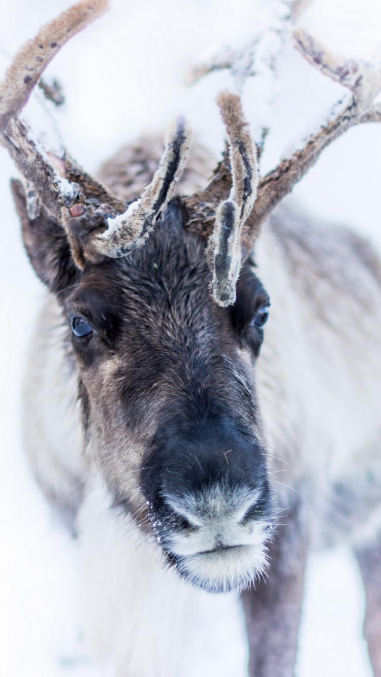 Cerf Gris et Blanc Avec Fond Blanc. Wallpaper in 750x1334 Resolution