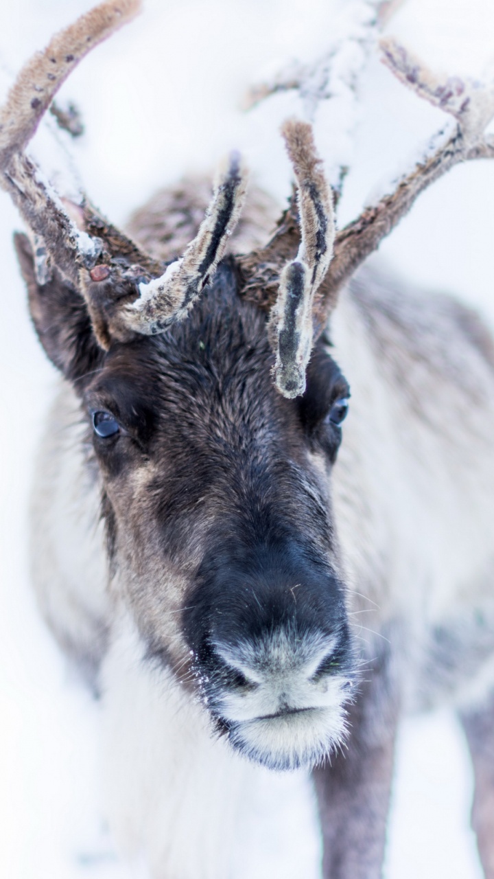 Gray and White Deer With White Background. Wallpaper in 720x1280 Resolution