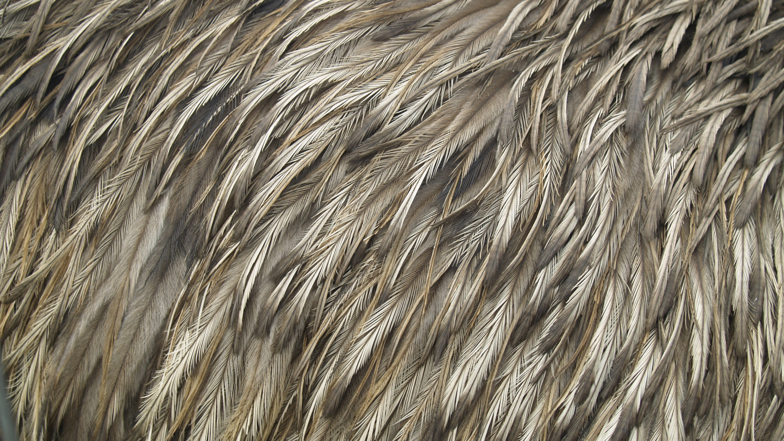 Brown and Black Fur Textile. Wallpaper in 2560x1440 Resolution