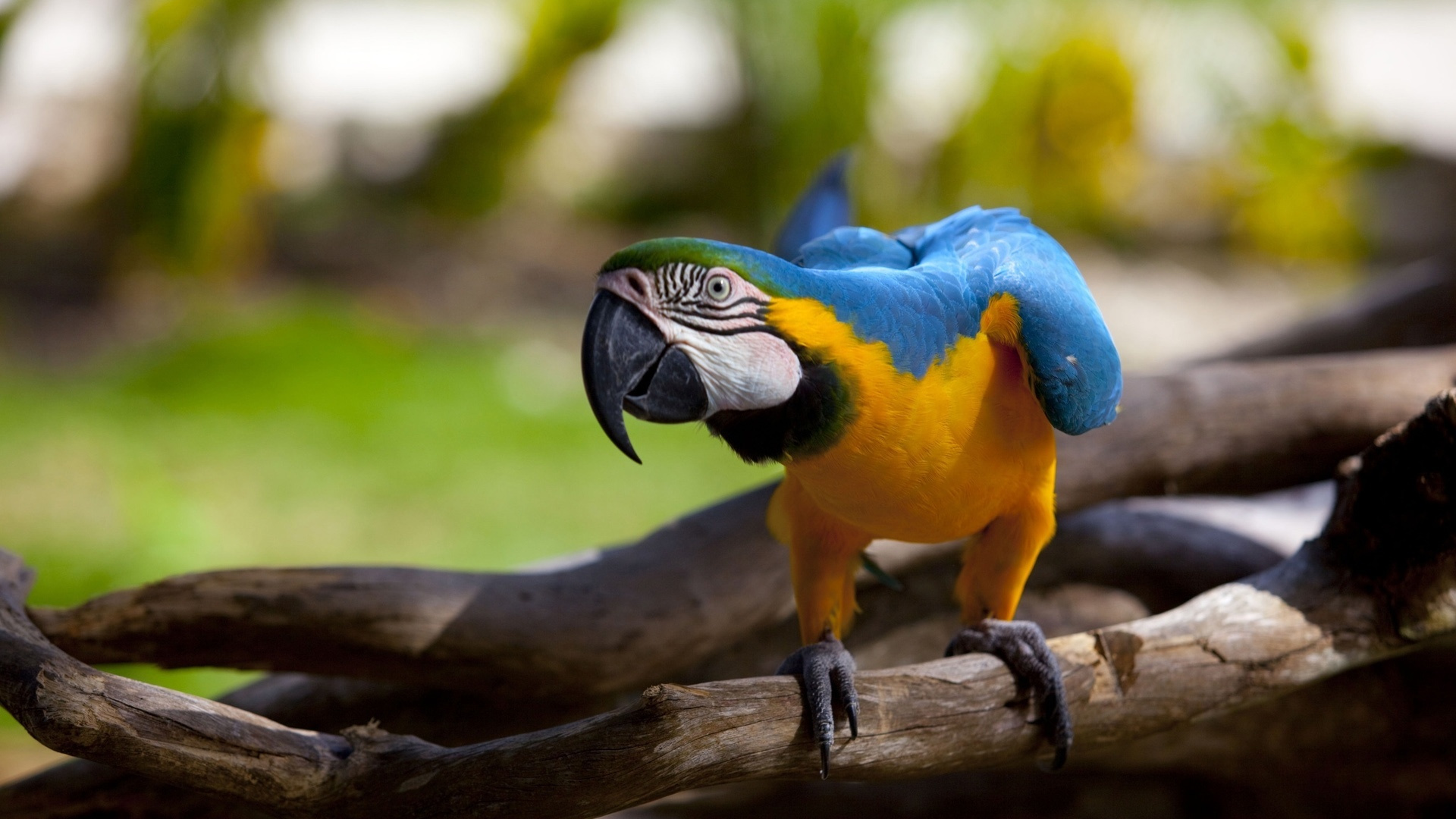 Blue and Yellow Macaw Perched on Brown Tree Branch. Wallpaper in 1920x1080 Resolution