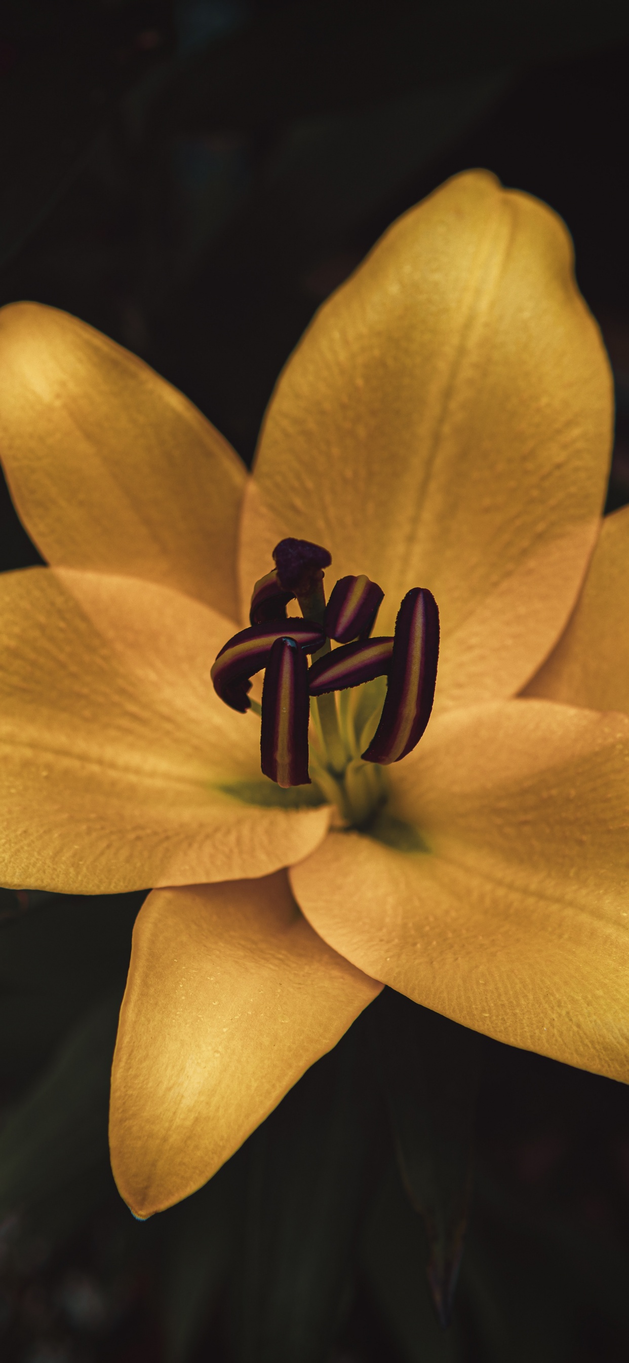 Gelbe Blume in Tilt-Shift-Linse. Wallpaper in 1242x2688 Resolution