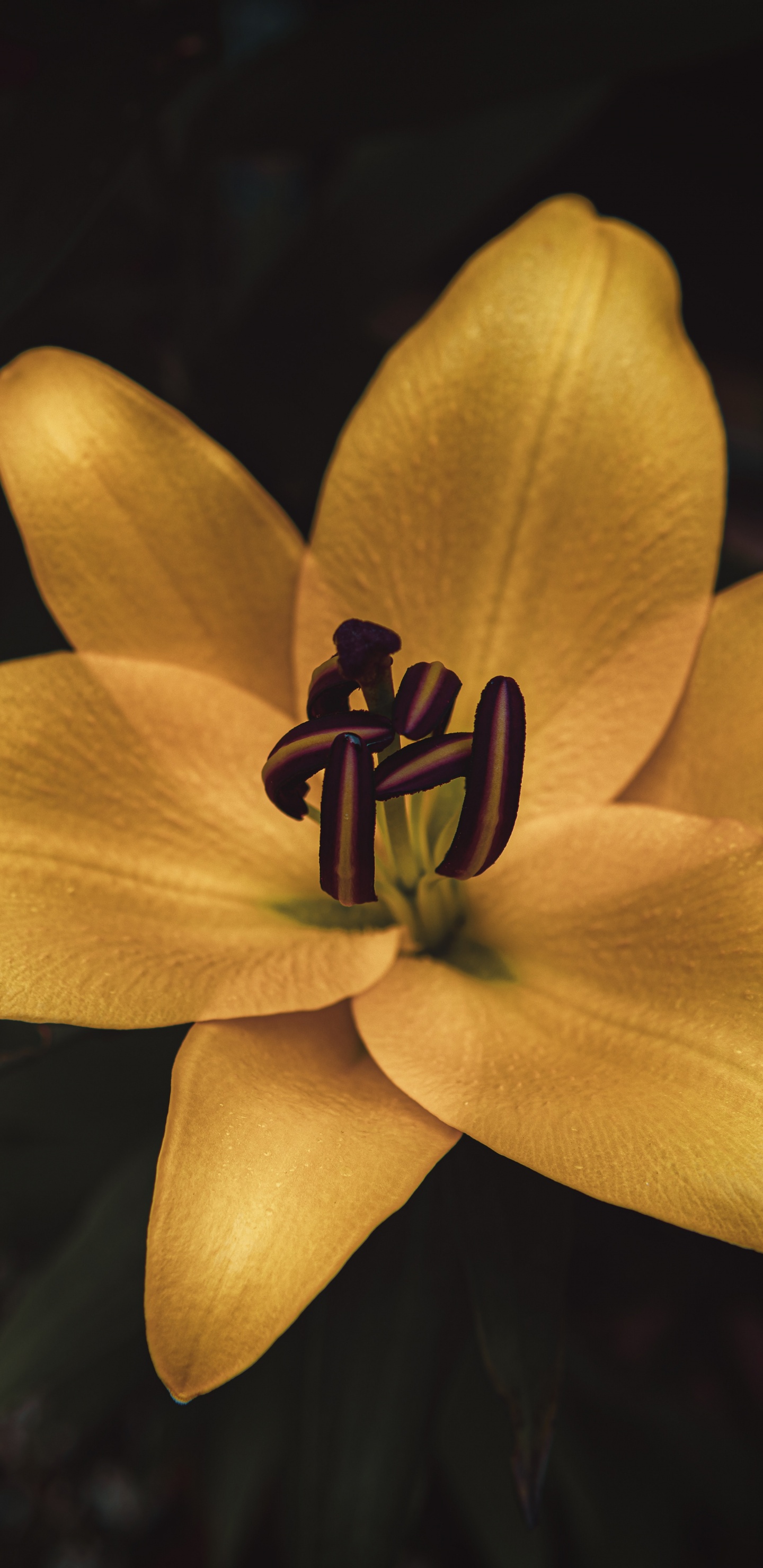 Gelbe Blume in Tilt-Shift-Linse. Wallpaper in 1440x2960 Resolution