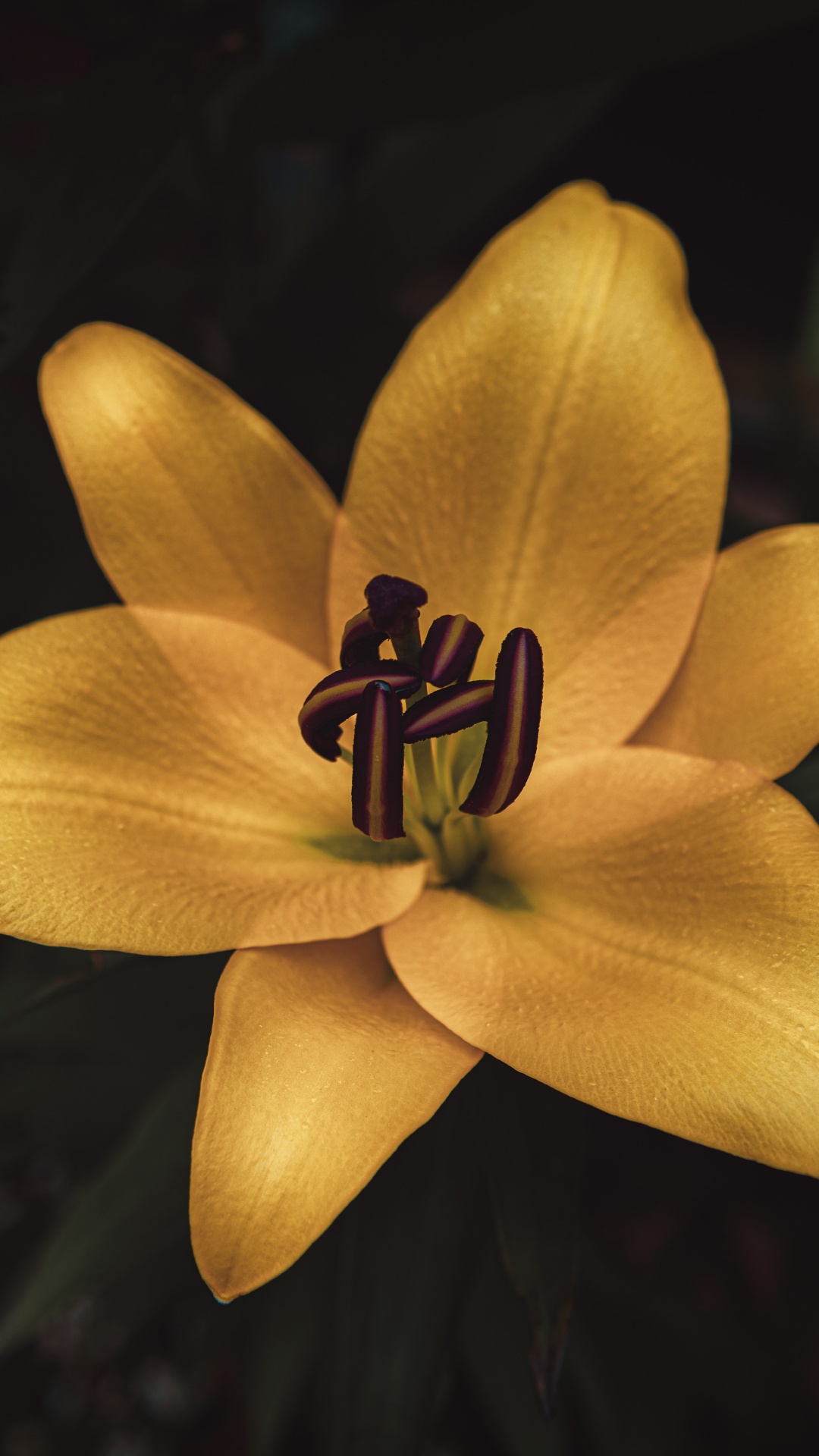 Fleur Jaune Dans L'objectif à Basculement. Wallpaper in 1080x1920 Resolution