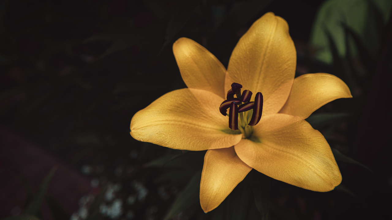 Yellow Flower in Tilt Shift Lens. Wallpaper in 1280x720 Resolution