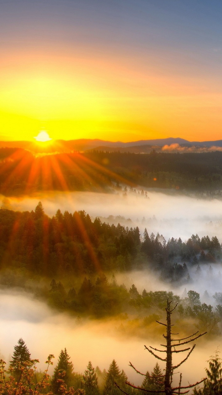 日出, 日落, 早上, 性质, 雾 壁纸 720x1280 允许
