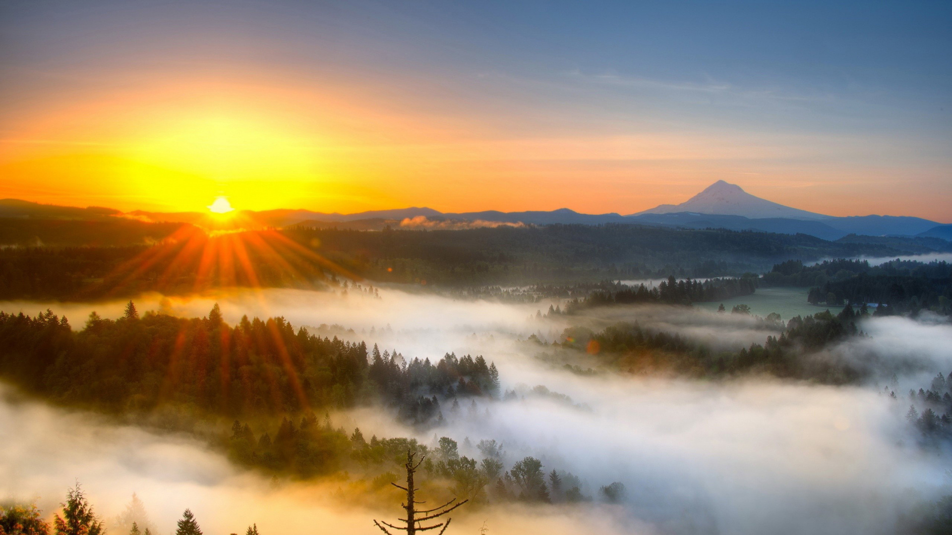 Arbres Verts Près du Plan D'eau Pendant la Journée. Wallpaper in 1920x1080 Resolution