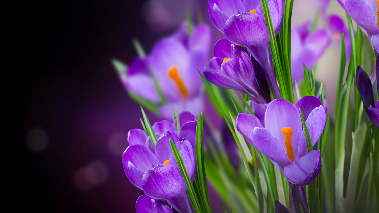 Purple Crocus Flowers in Bloom. Wallpaper in 1280x720 Resolution