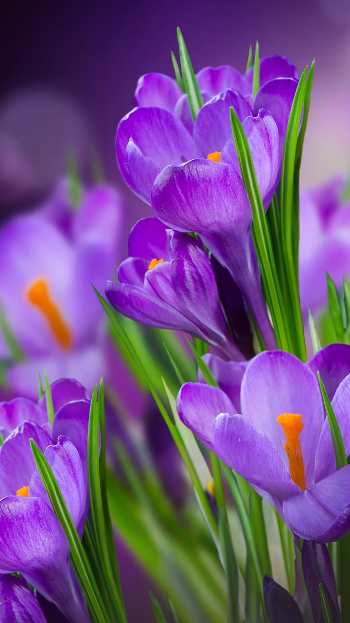 Purple Crocus Flowers in Bloom. Wallpaper in 720x1280 Resolution