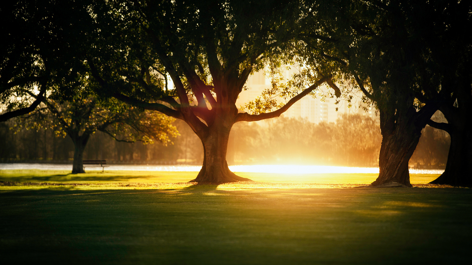 Green Tree on Green Grass Field During Daytime. Wallpaper in 1920x1080 Resolution