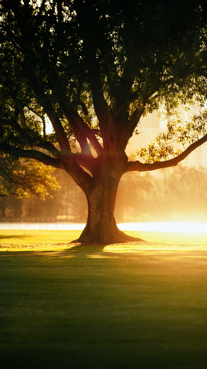 Green Tree on Green Grass Field During Daytime. Wallpaper in 720x1280 Resolution
