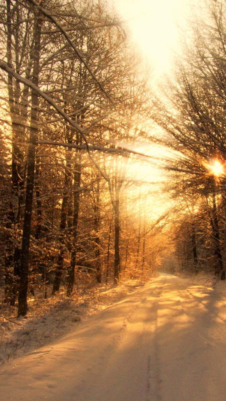 Snow Covered Road Between Bare Trees During Daytime. Wallpaper in 720x1280 Resolution
