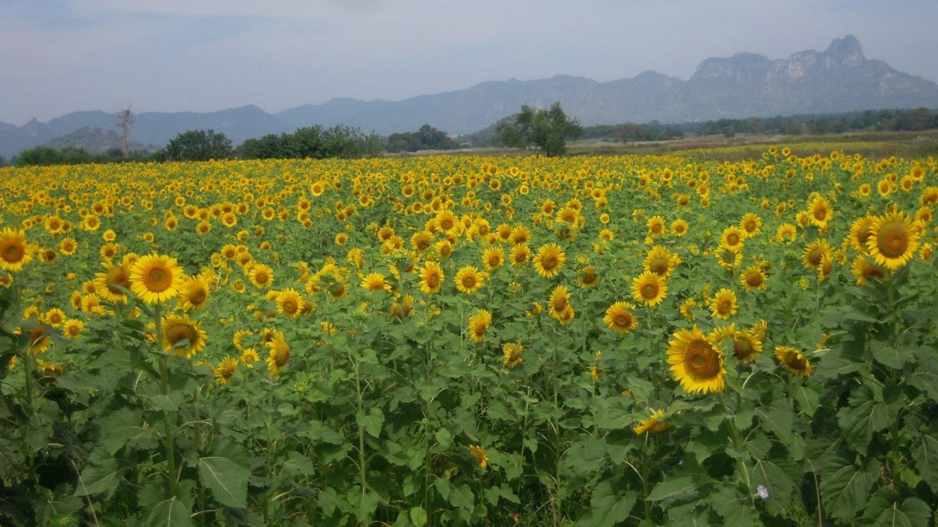 Champ de Tournesol Jaune Pendant la Journée. Wallpaper in 1366x768 Resolution