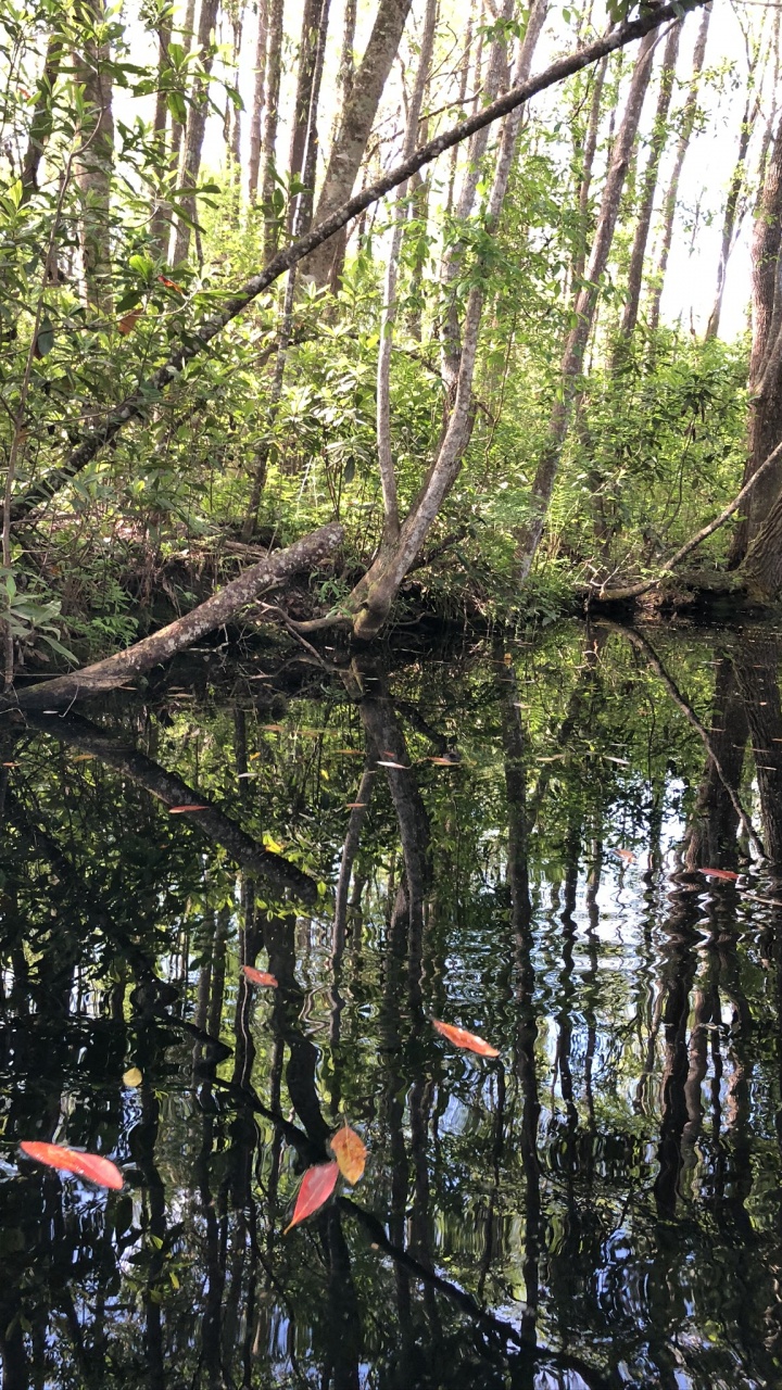 Marais, Eau, Corps de L'eau, Nature, Feuilles Caduques. Wallpaper in 720x1280 Resolution