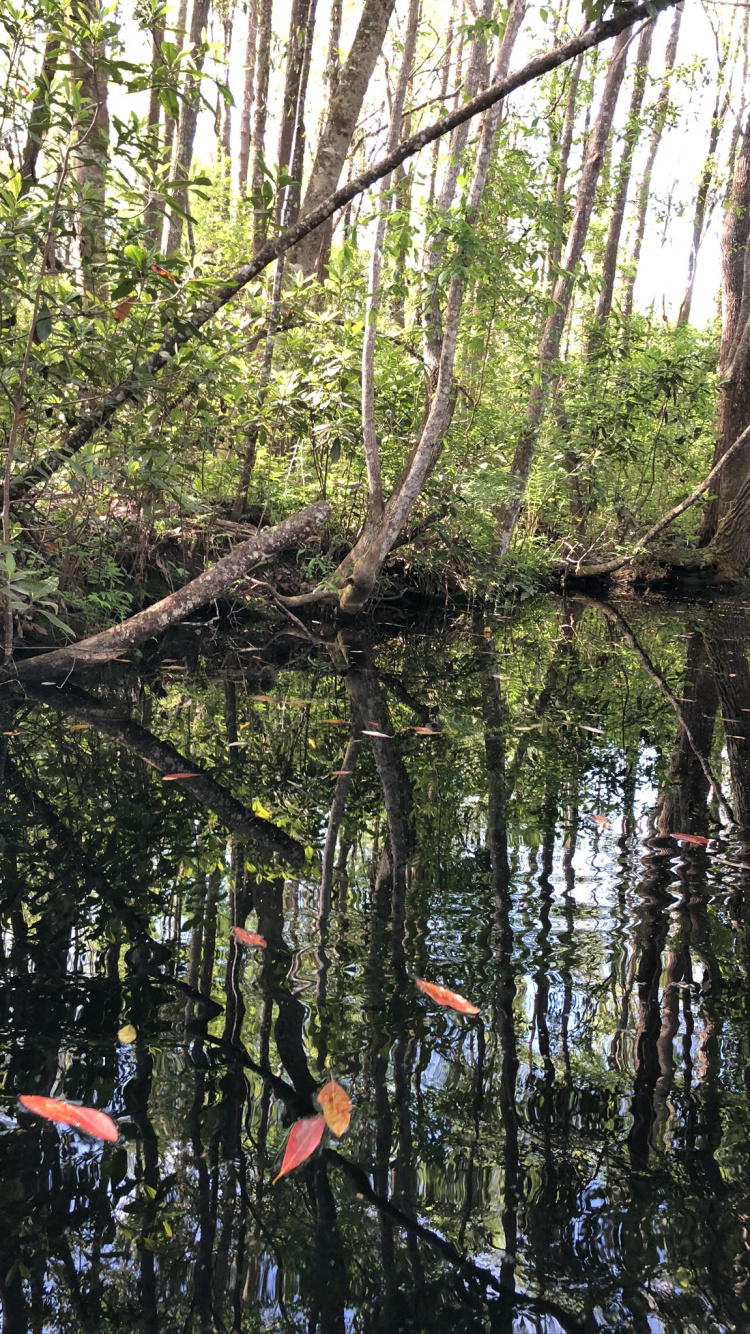 Marais, Eau, Corps de L'eau, Nature, Feuilles Caduques. Wallpaper in 750x1334 Resolution