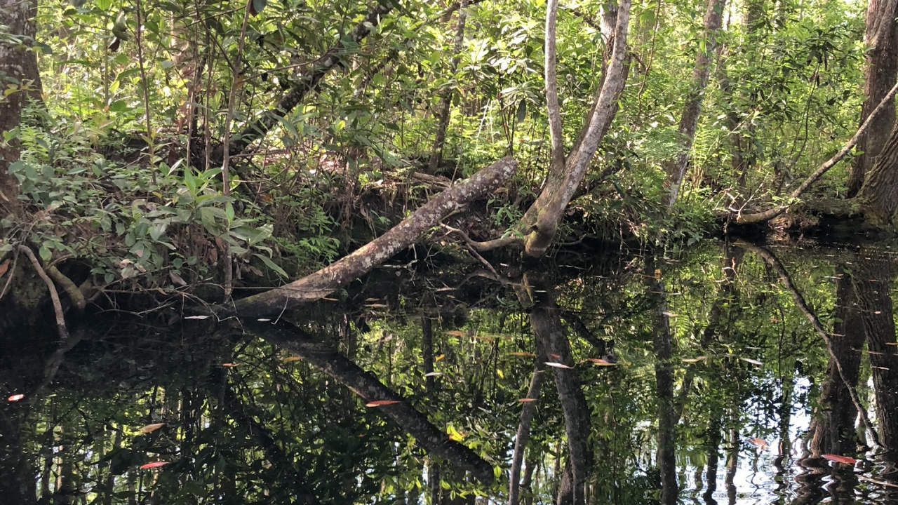 Swamp, Water, Body of Water, Nature, Deciduous. Wallpaper in 1280x720 Resolution
