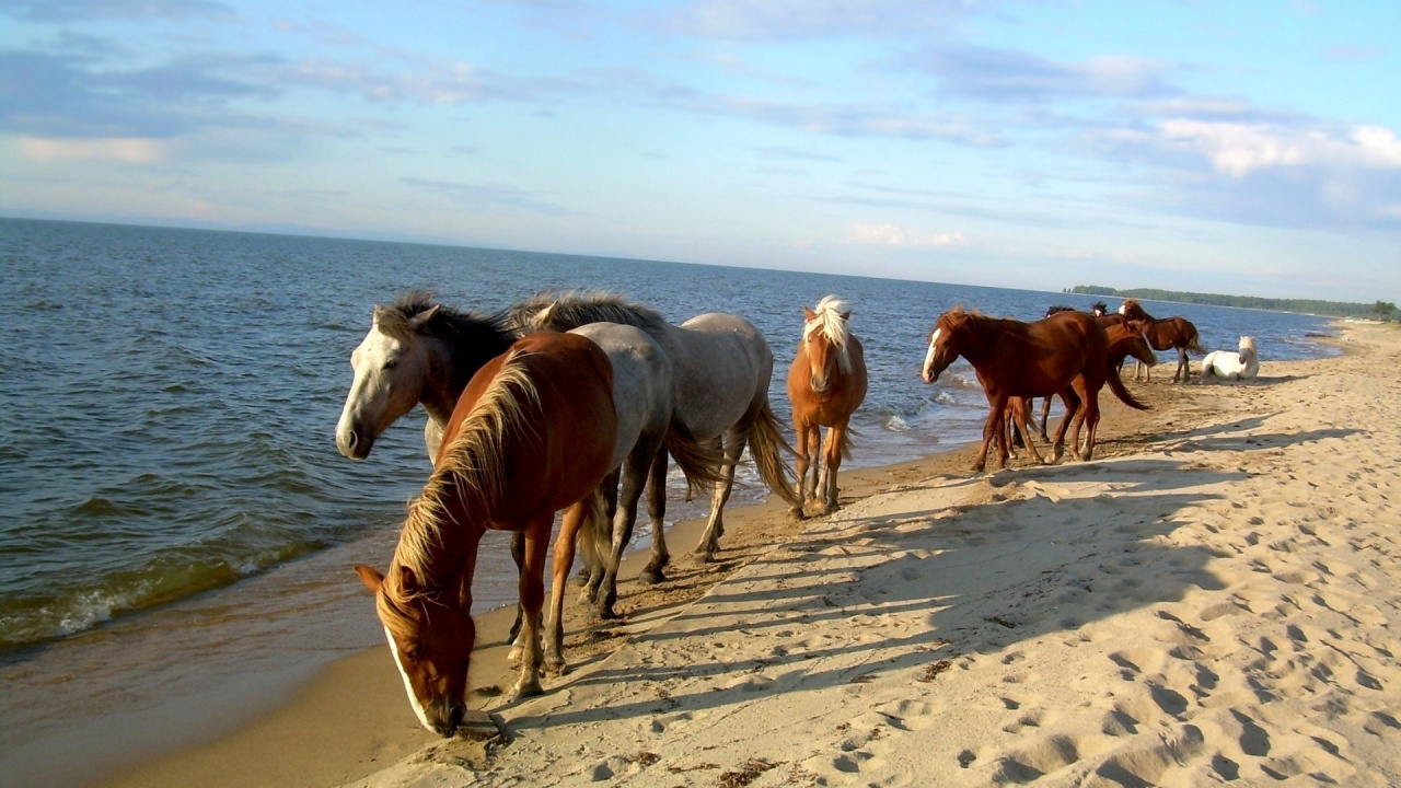 White and Brown Horses on Brown Sand During Daytime. Wallpaper in 1280x720 Resolution