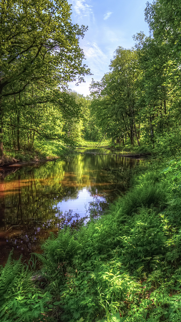 Green Trees Beside River Under Blue Sky During Daytime. Wallpaper in 750x1334 Resolution