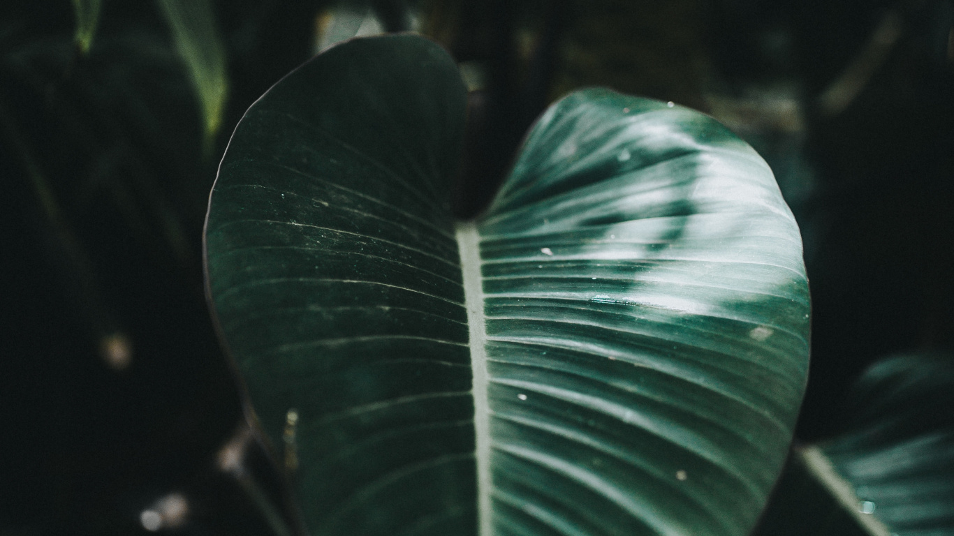 Verde, Entorno Natural, la Botánica, Agua, Fila. Wallpaper in 1366x768 Resolution