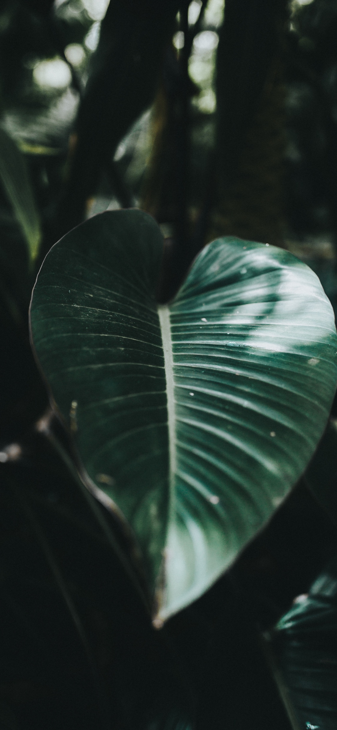 Leaf, Green, Natural Environment, Botany, Water. Wallpaper in 1125x2436 Resolution