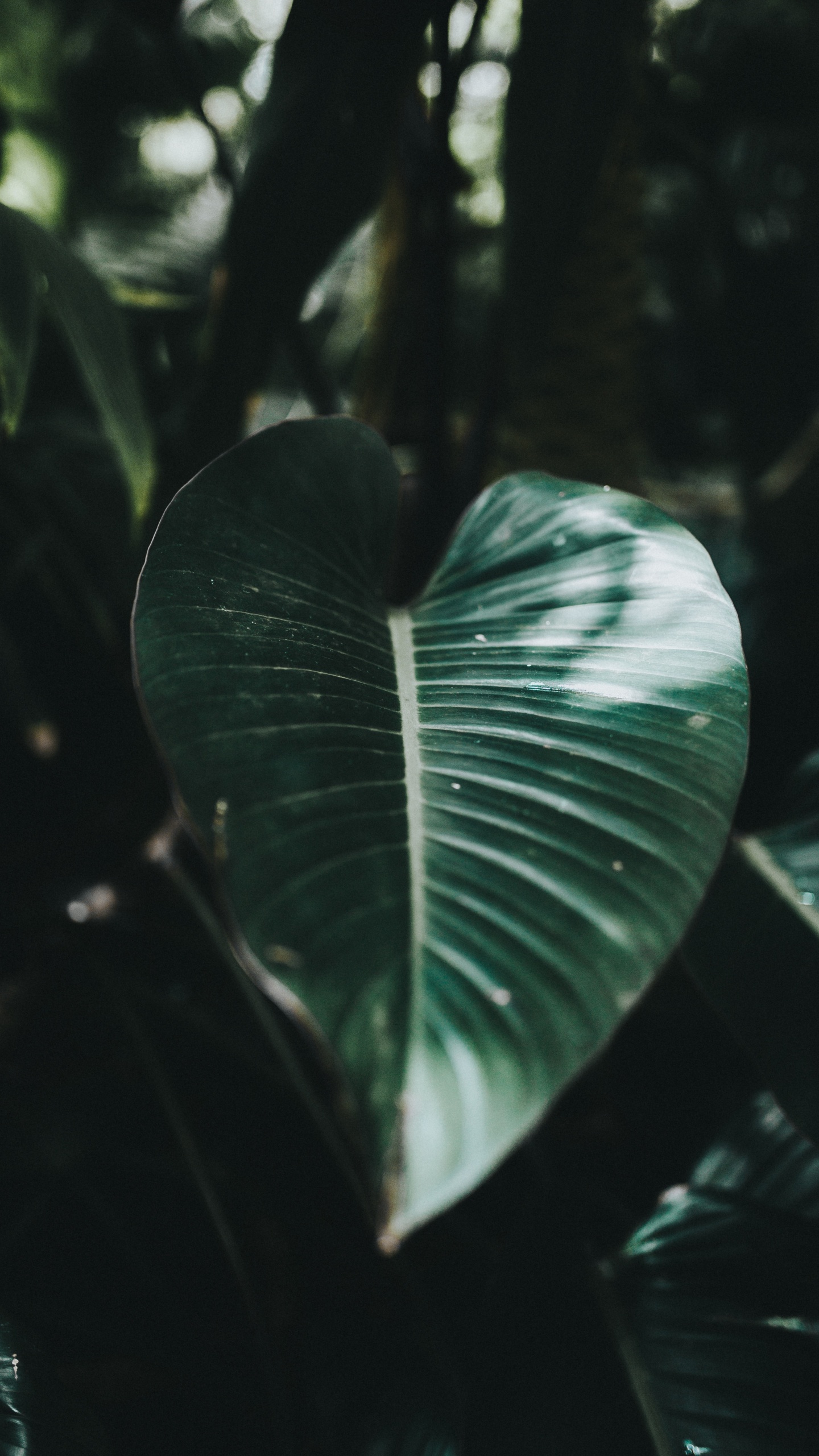 Leaf, Green, Natural Environment, Botany, Water. Wallpaper in 1440x2560 Resolution