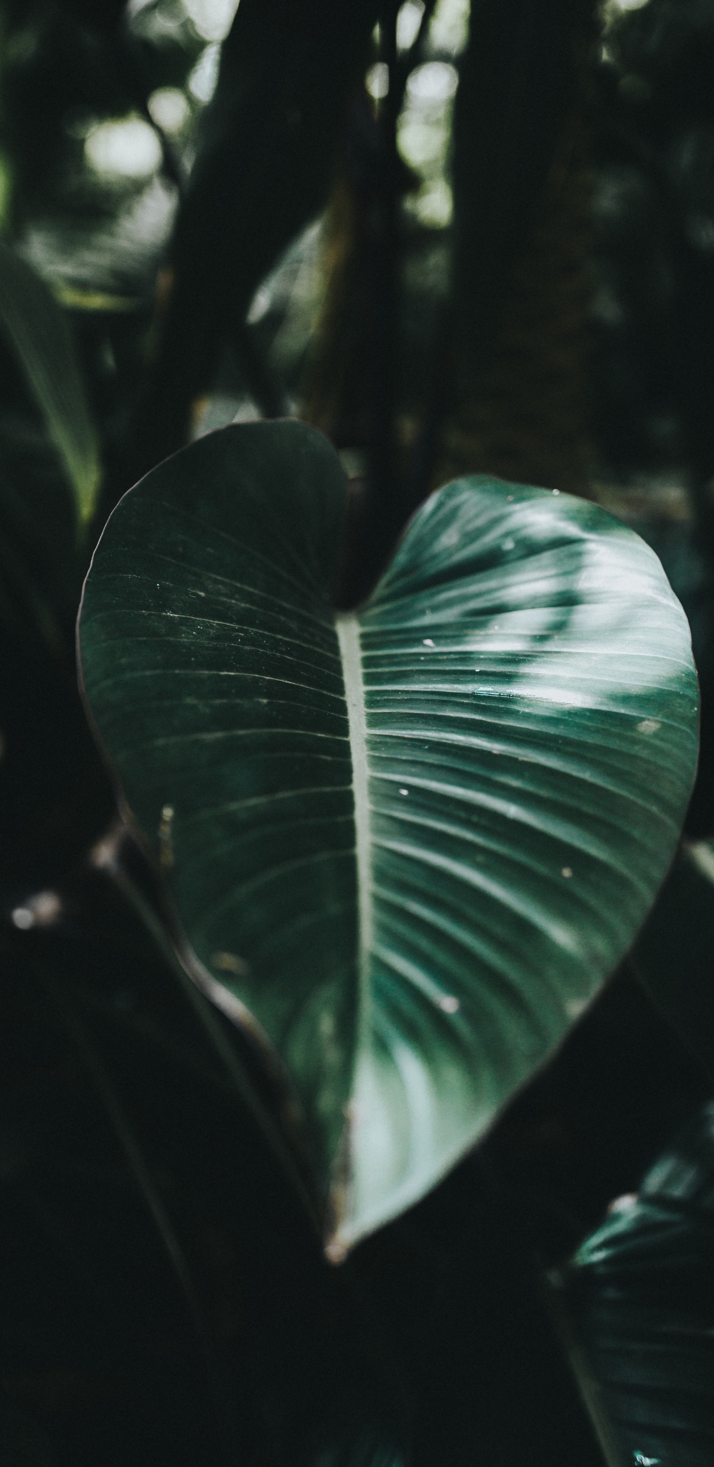 Blatt, Gr, Natürlichen Umgebung, Botanik, Wasser. Wallpaper in 1440x2960 Resolution