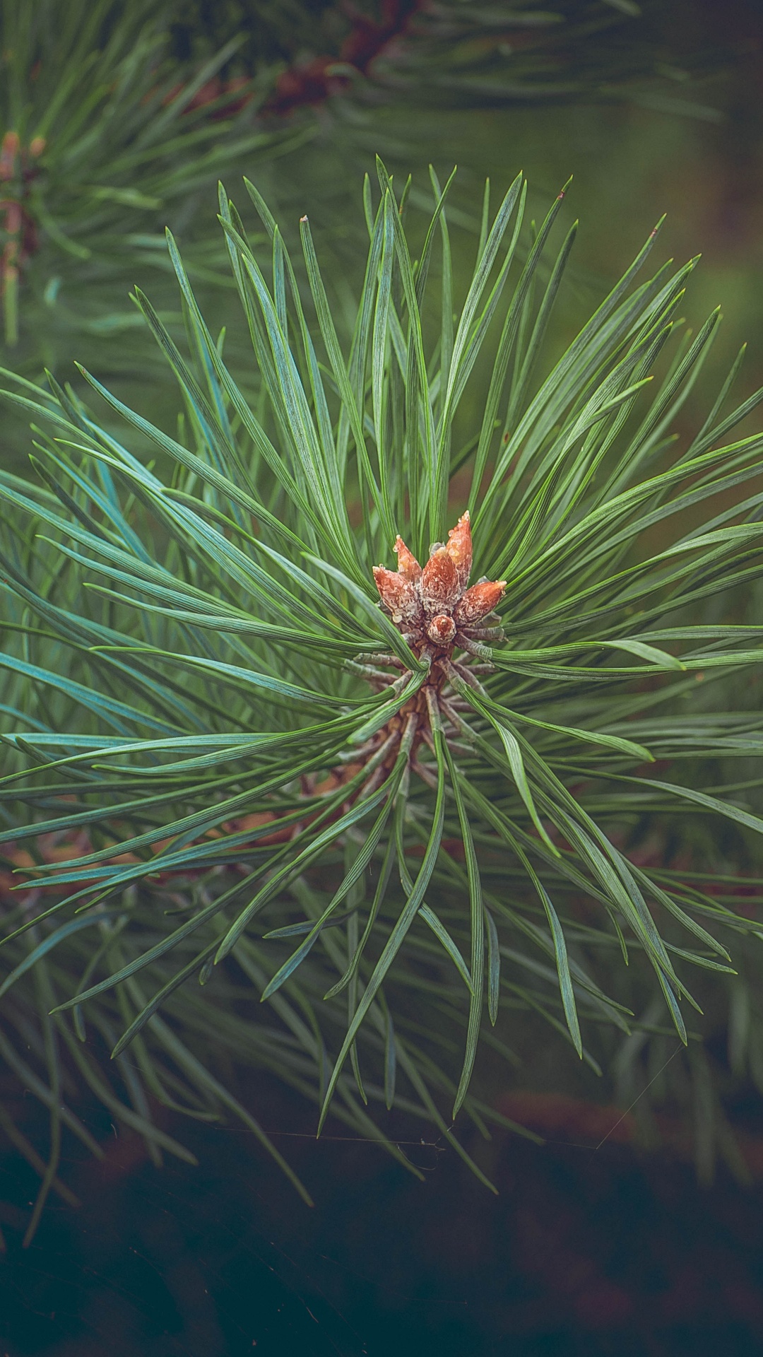 Green Pine Tree in Close up Photography. Wallpaper in 1080x1920 Resolution