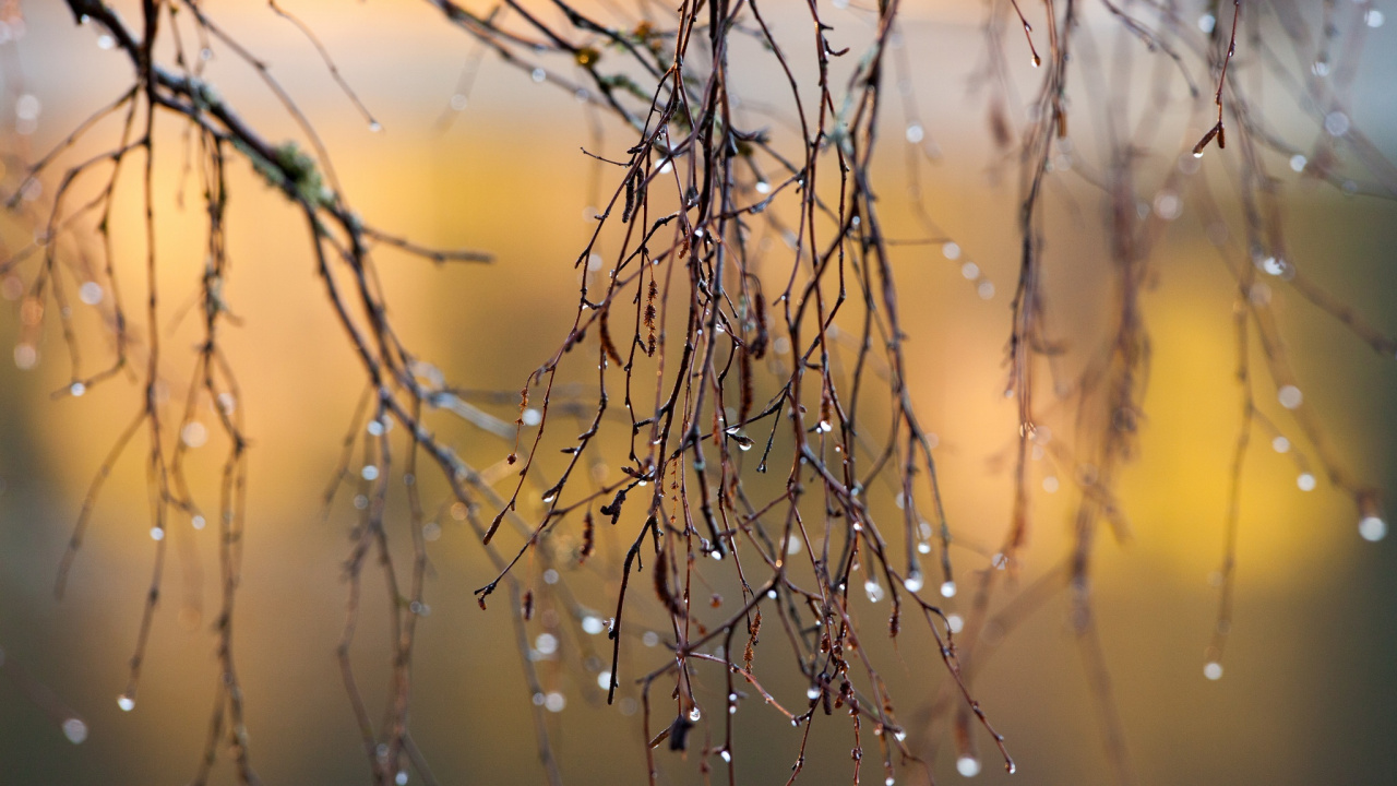 Water Droplets on Brown Plant Stem. Wallpaper in 1280x720 Resolution