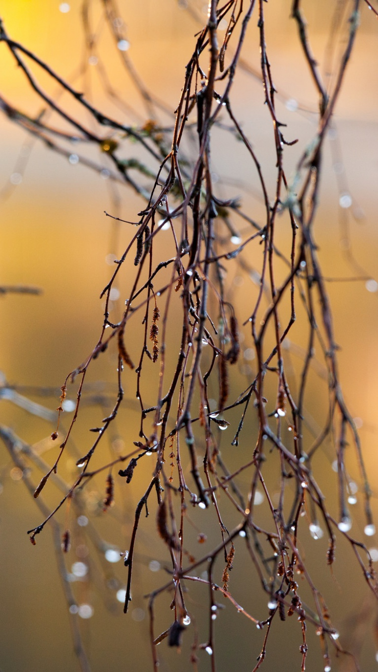 Water Droplets on Brown Plant Stem. Wallpaper in 750x1334 Resolution