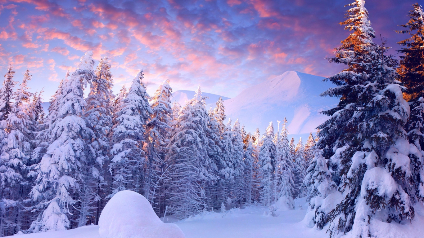 Pinos Cubiertos de Nieve y Montañas Durante el Día. Wallpaper in 1366x768 Resolution