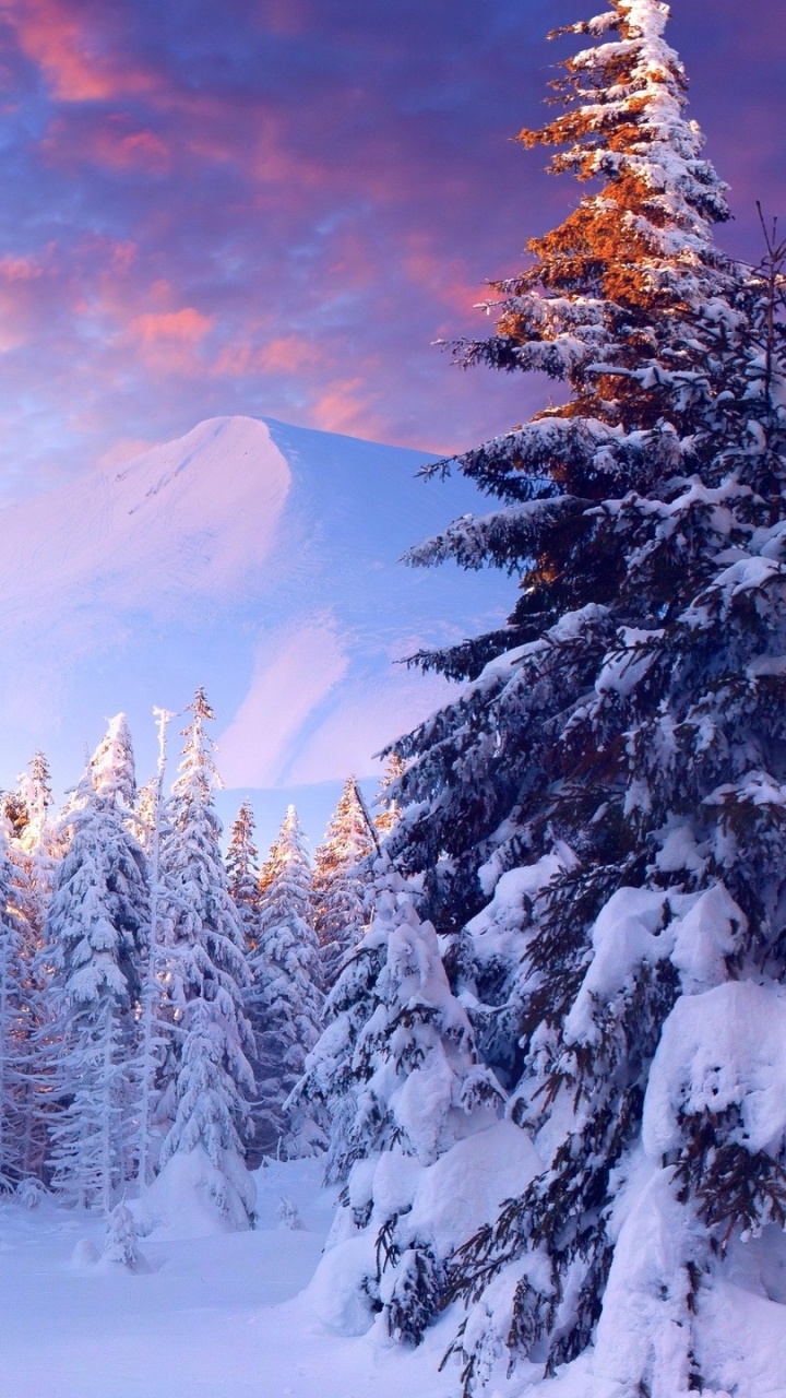 Snow Covered Pine Trees and Mountains During Daytime. Wallpaper in 720x1280 Resolution