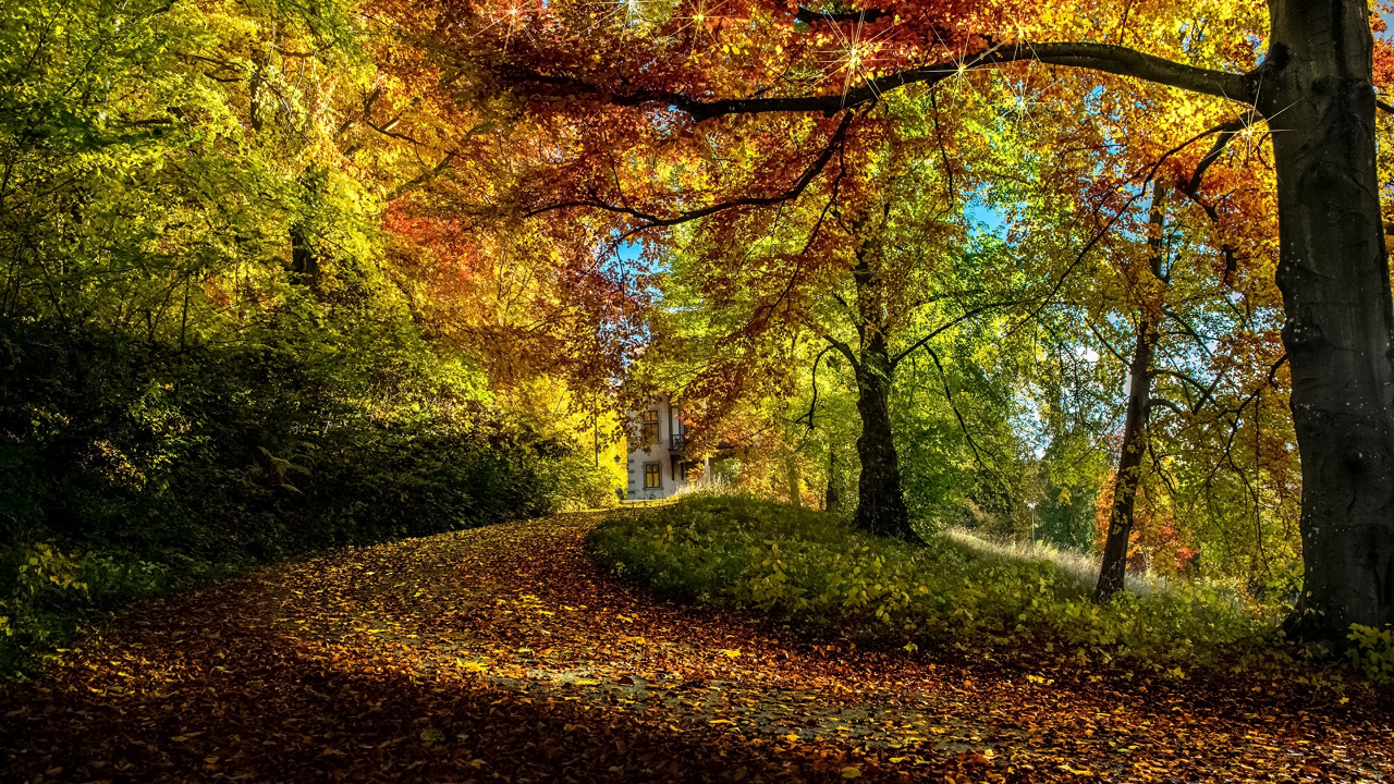 Brown and Yellow Trees During Daytime. Wallpaper in 1280x720 Resolution