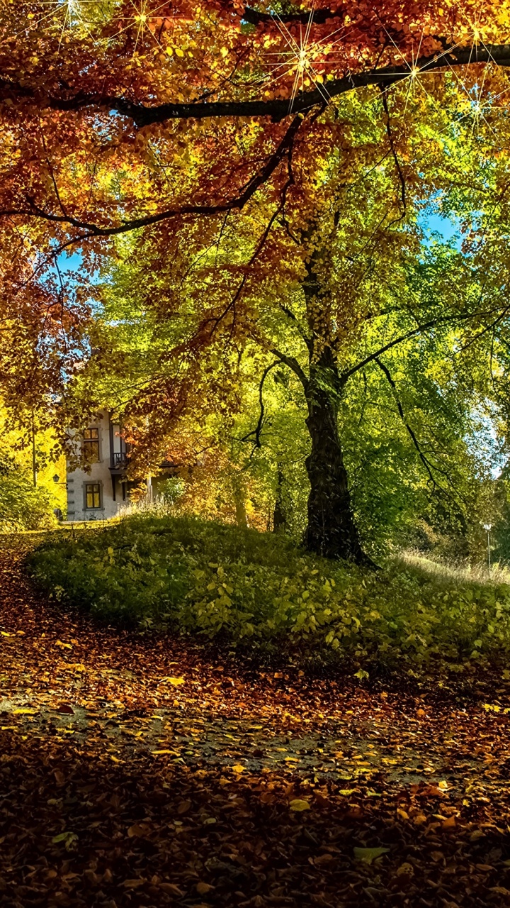 Brown and Yellow Trees During Daytime. Wallpaper in 720x1280 Resolution