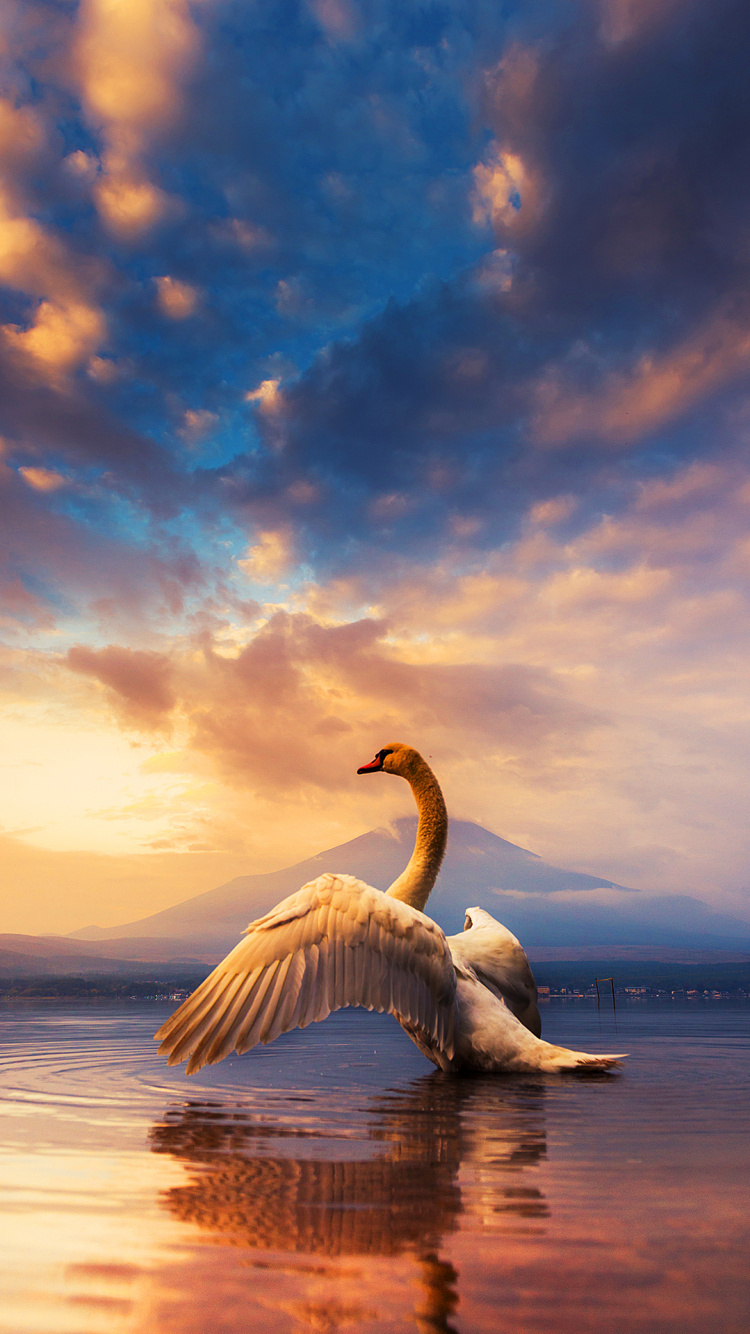 Hübscher Schwan, Birds, Mute Swan, Cloud, Wasser. Wallpaper in 750x1334 Resolution