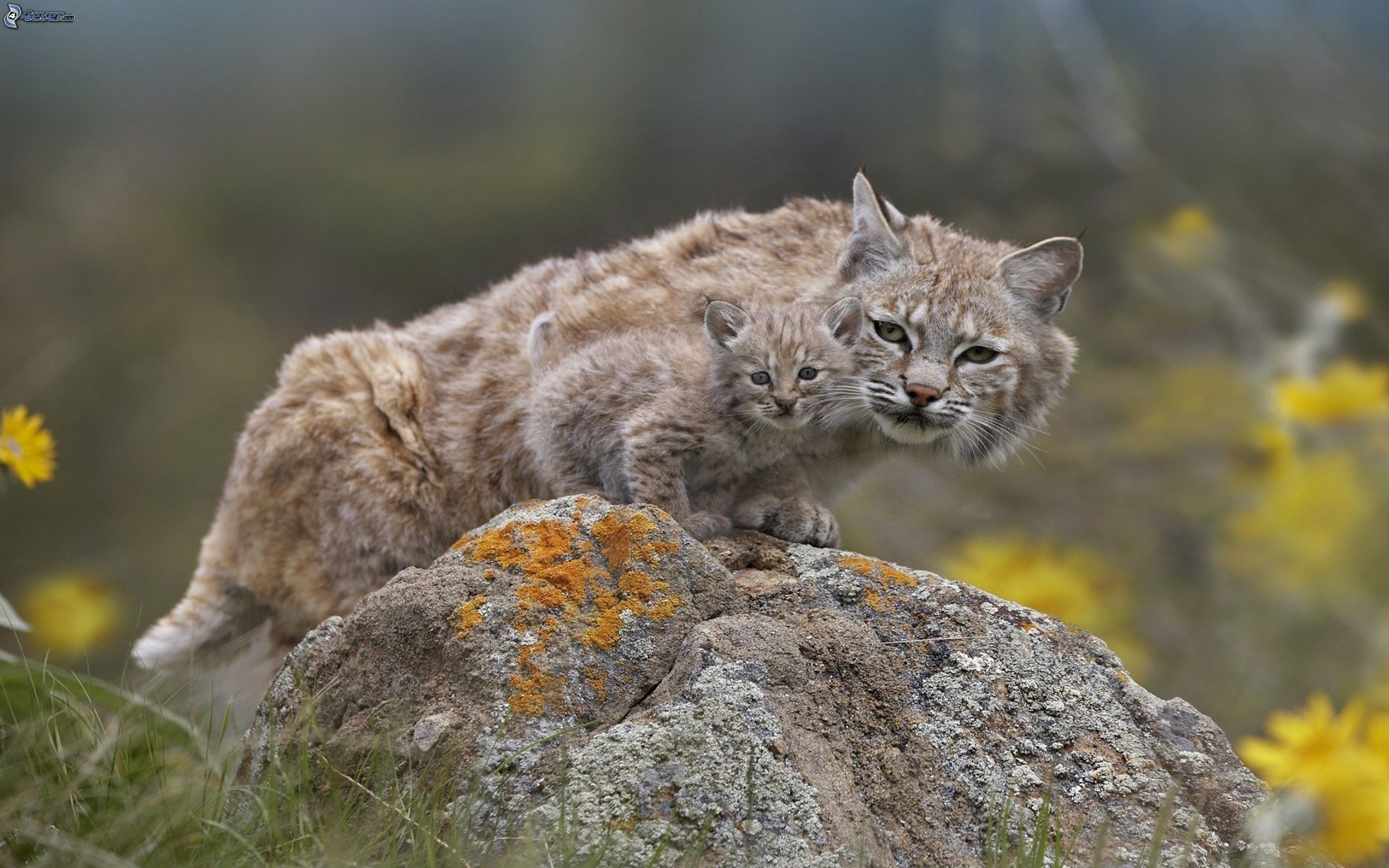 Bobcat Wallpaper APK for Android Download
