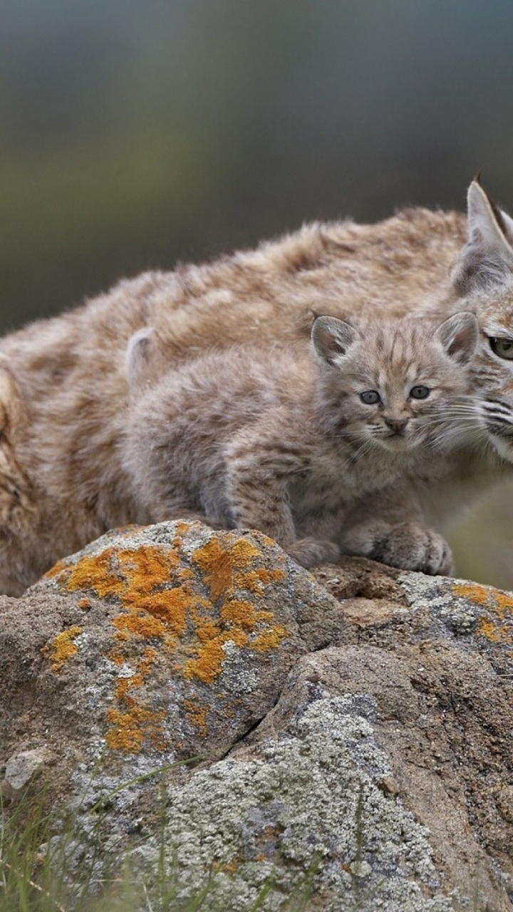 Brown and Gray Cat on Gray Rock. Wallpaper in 720x1280 Resolution