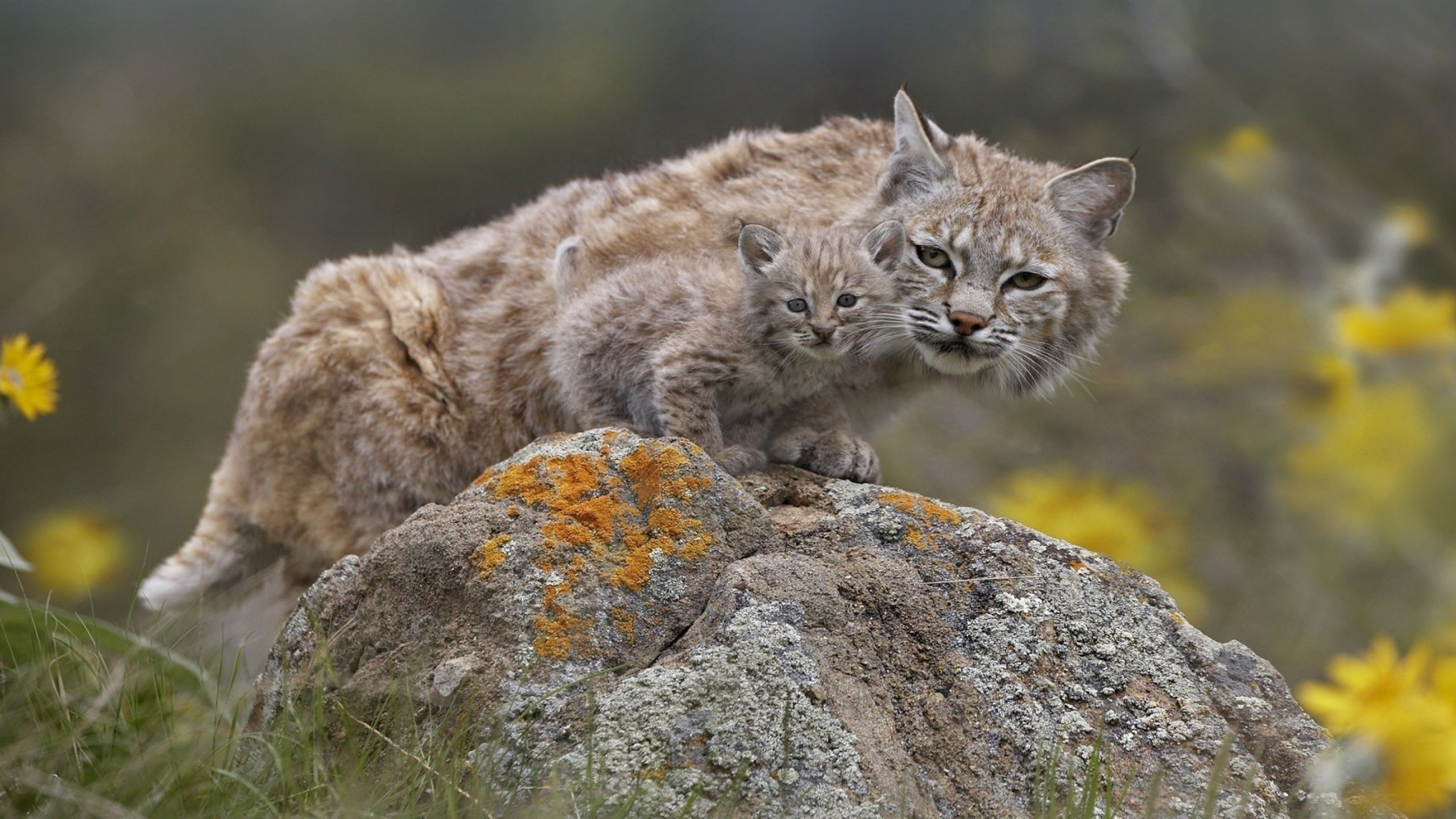 Braune Und Graue Katze Auf Grauem Felsen. Wallpaper in 2560x1440 Resolution