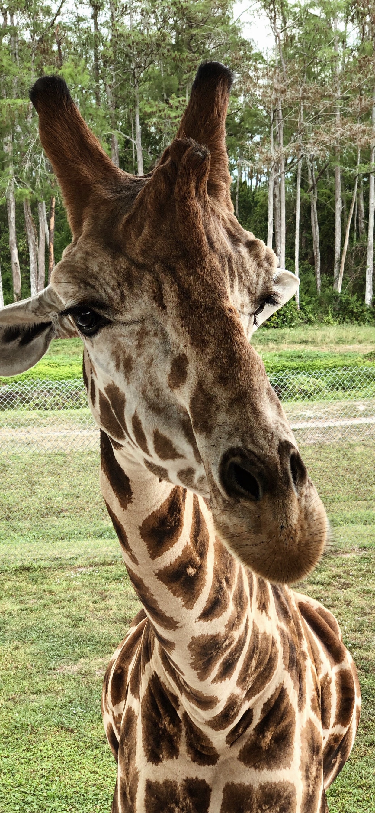 Girafe, Pour Les Animaux Terrestres, Sciences, Biologie, Nature. Wallpaper in 1242x2688 Resolution